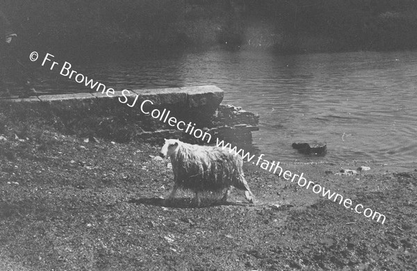 SHEEP WASHING IN RIVER BARROW